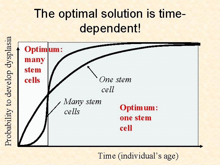 Probability to develop dysplasia The optimal solution is timedependent! Optimum: many stem cells One