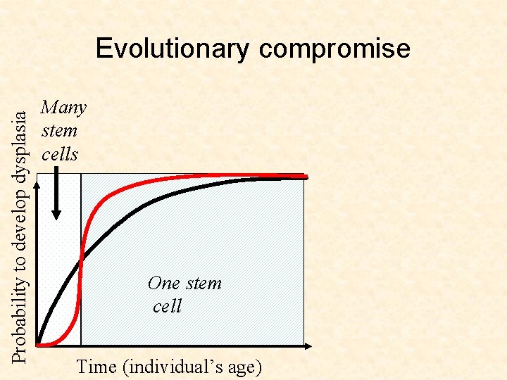 Probability to develop dysplasia Evolutionary compromise Many stem cells One stem cell Time (individual’s