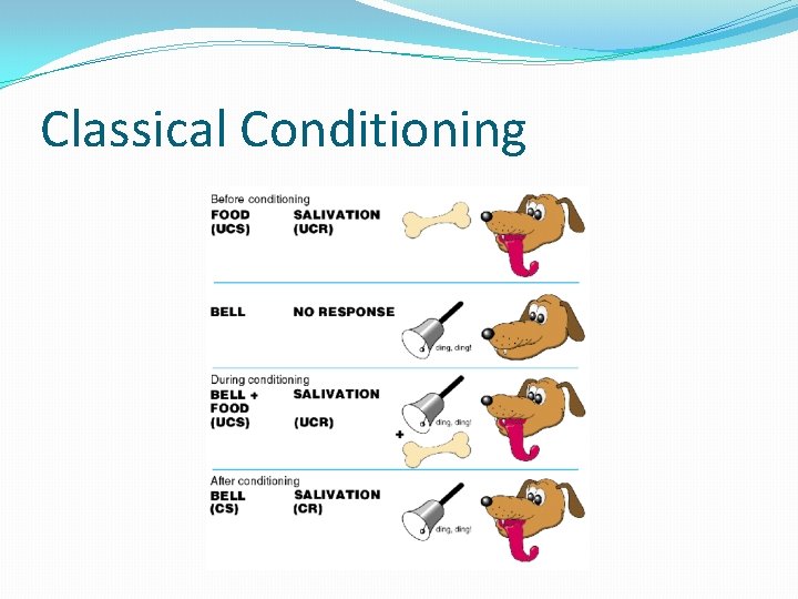 Classical Conditioning 