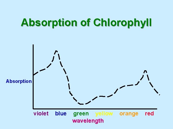 Absorption of Chlorophyll Absorption violet blue green yellow wavelength orange red 