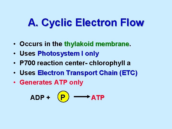 A. Cyclic Electron Flow • • • Occurs in the thylakoid membrane Uses Photosystem