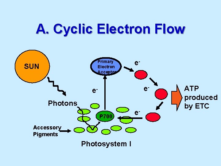 A. Cyclic Electron Flow Primary Electron Acceptor SUN ee- e. Photons P 700 Accessory