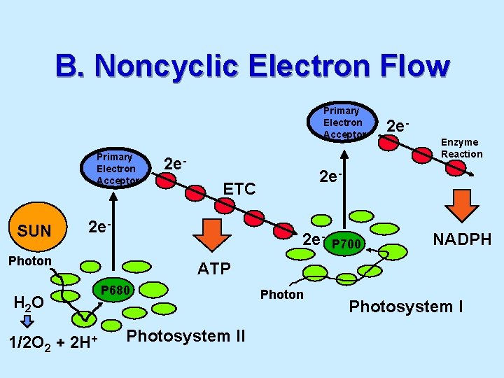B. Noncyclic Electron Flow Primary Electron Acceptor SUN 2 e- Photon H 2 O