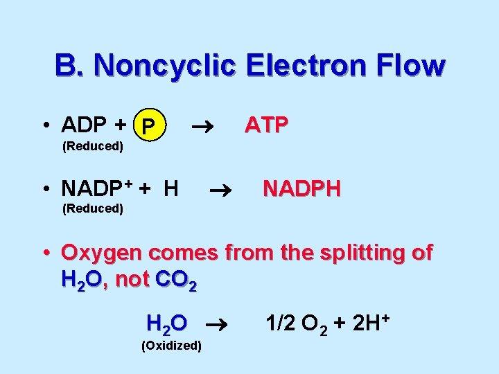 B. Noncyclic Electron Flow • ADP + P ATP (Reduced) • NADP+ + H