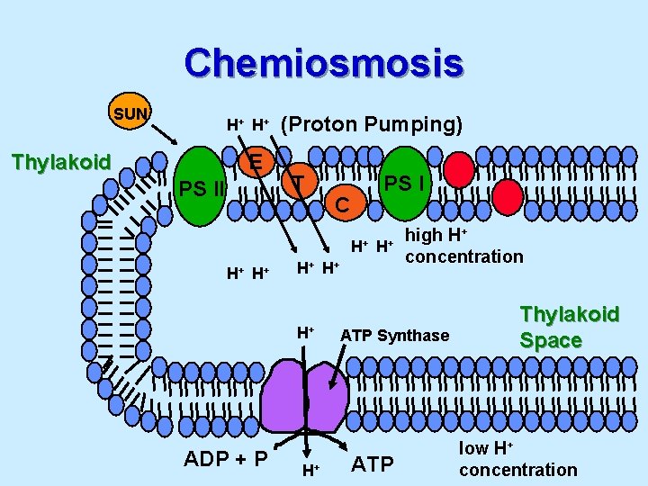 Chemiosmosis SUN H+ H + Thylakoid E PS II (Proton Pumping) T PS I