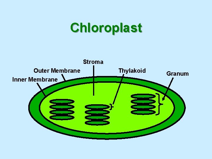 Chloroplast Stroma Outer Membrane Inner Membrane Thylakoid Granum 