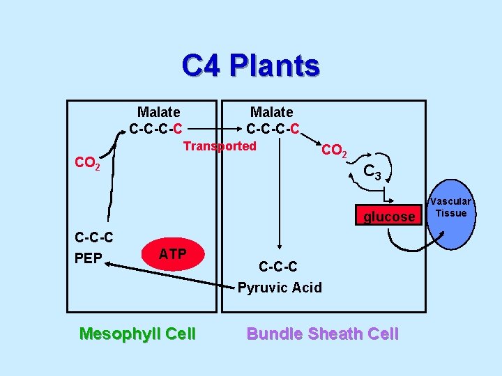 C 4 Plants Malate C-C-C-C Transported CO 2 C 3 glucose C-C-C PEP ATP