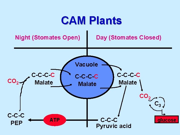 CAM Plants Night (Stomates Open) Day (Stomates Closed) Vacuole CO 2 C-C-C-C Malate CO