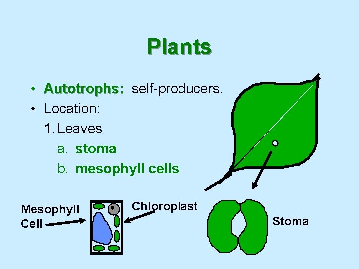 Plants • Autotrophs: self-producers. • Location: 1. Leaves a. stoma b. mesophyll cells Mesophyll