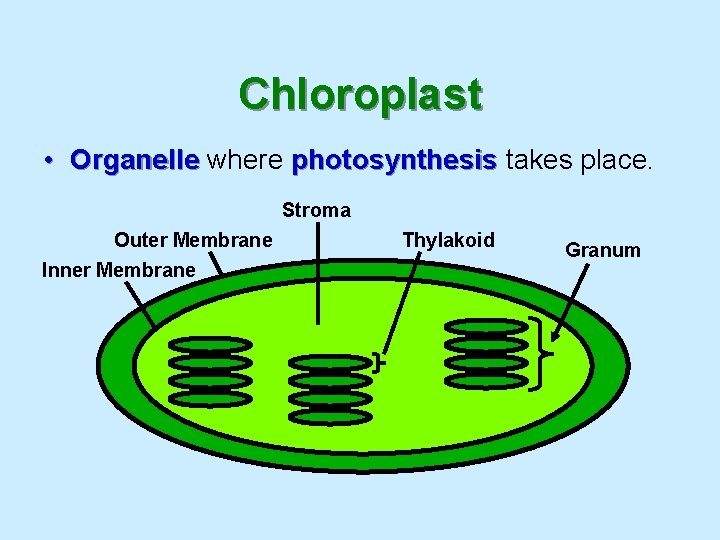 Chloroplast • Organelle where photosynthesis takes place. Stroma Outer Membrane Inner Membrane Thylakoid Granum