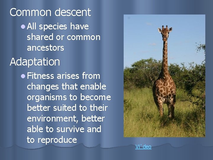 Common descent l All species have shared or common ancestors Adaptation l Fitness arises