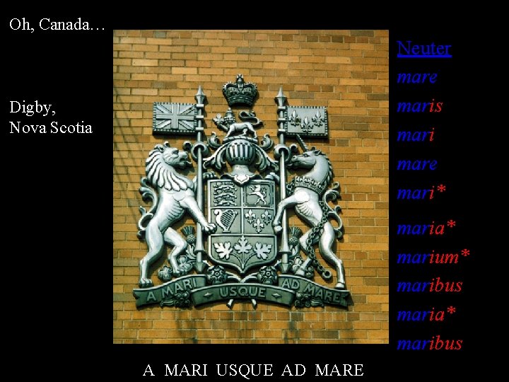 Oh, Canada… Neuter mare maris mari mare mari* Digby, Nova Scotia maria* marium* maribus