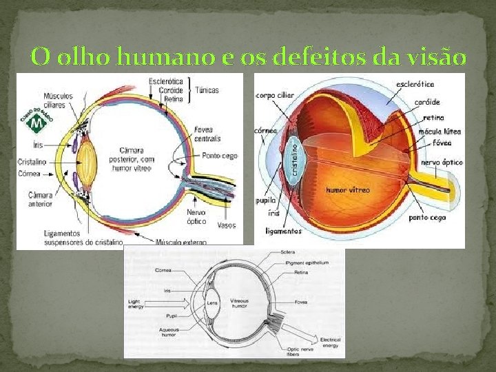 O olho humano e os defeitos da visão 