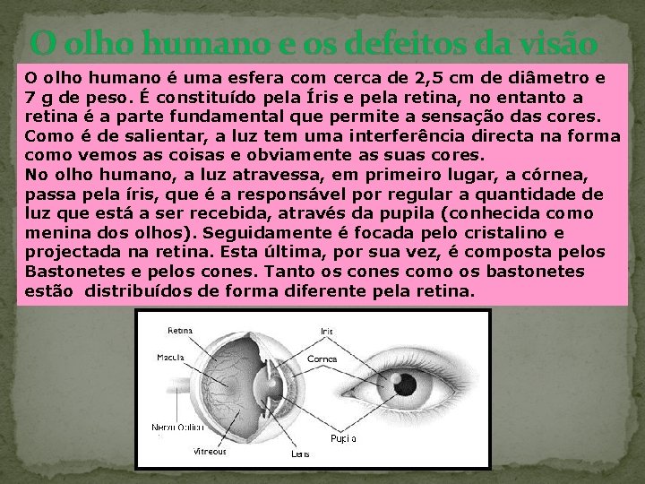 O olho humano e os defeitos da visão O olho humano é uma esfera