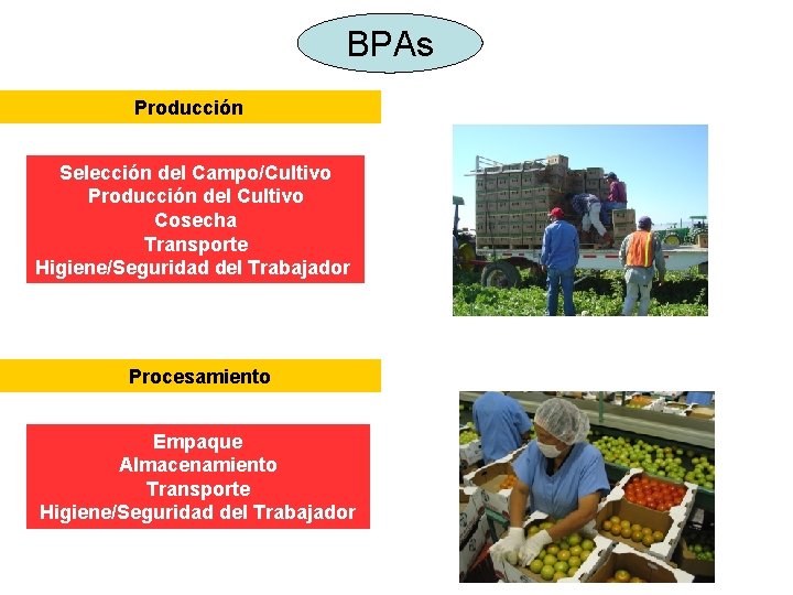 BPAs Producción Selección del Campo/Cultivo Producción del Cultivo Cosecha Transporte Higiene/Seguridad del Trabajador Procesamiento