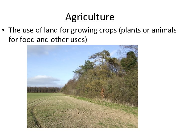 Agriculture • The use of land for growing crops (plants or animals for food Agriculture • The use of land for growing crops (plants or animals for food