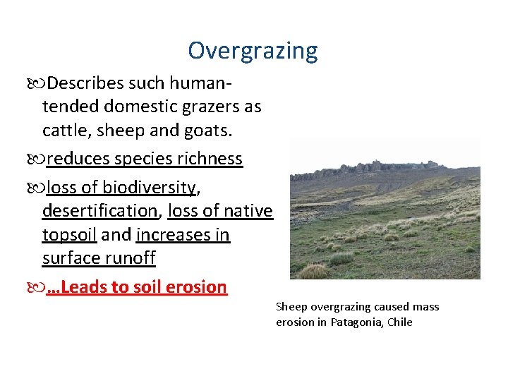 Overgrazing Describes such humantended domestic grazers as cattle, sheep and goats. reduces species richness Overgrazing Describes such humantended domestic grazers as cattle, sheep and goats. reduces species richness