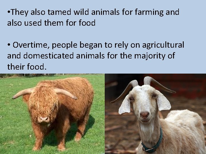  • They also tamed wild animals for farming and also used them for