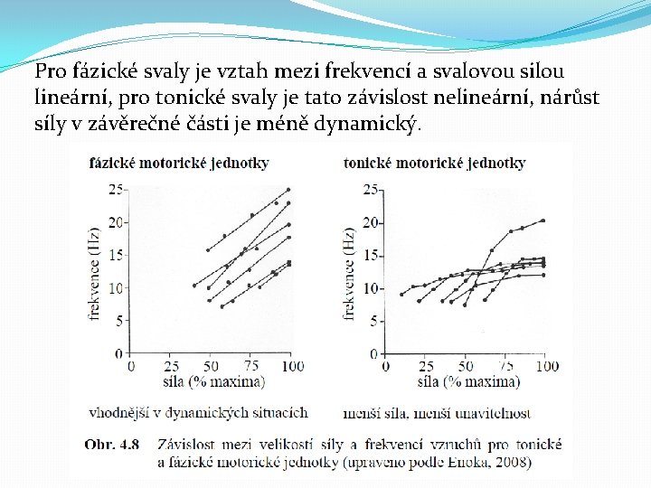 Pro fázické svaly je vztah mezi frekvencí a svalovou silou lineární, pro tonické svaly