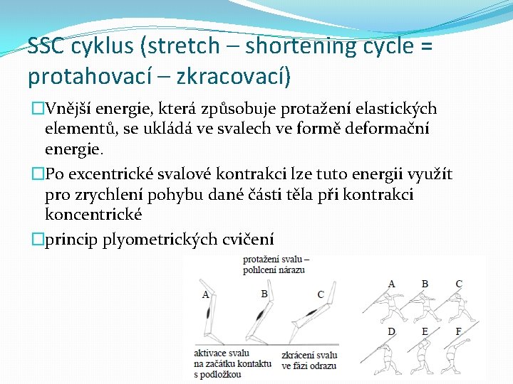 SSC cyklus (stretch – shortening cycle = protahovací – zkracovací) �Vnější energie, která způsobuje