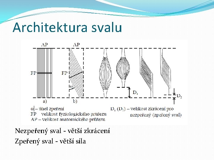 Architektura svalu Nezpeřený sval - větší zkrácení Zpeřený sval - větší síla 