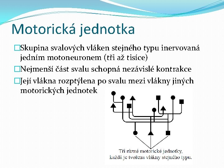 Motorická jednotka �Skupina svalových vláken stejného typu inervovaná jedním motoneuronem (tři až tisíce) �Nejmenší