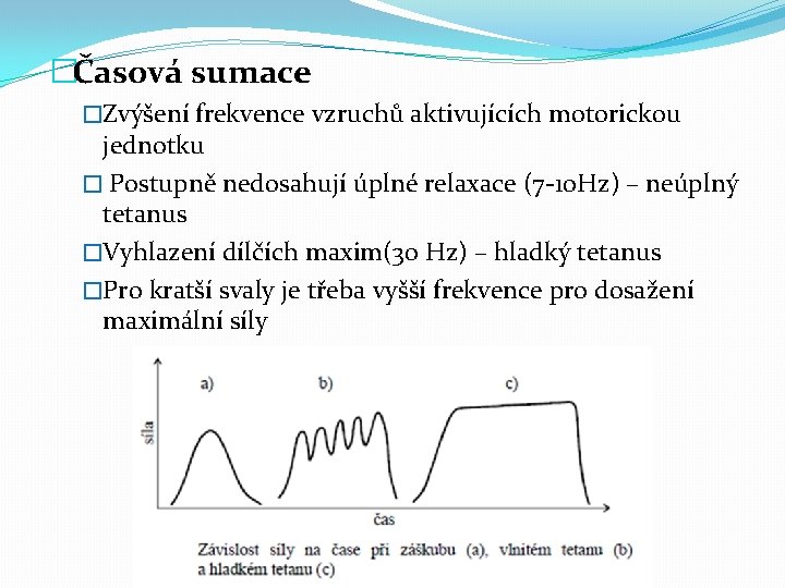 �Časová sumace �Zvýšení frekvence vzruchů aktivujících motorickou jednotku � Postupně nedosahují úplné relaxace (7