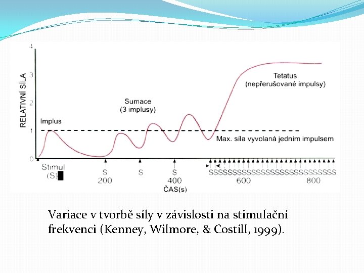 Variace v tvorbě síly v závislosti na stimulační frekvenci (Kenney, Wilmore, & Costill, 1999).