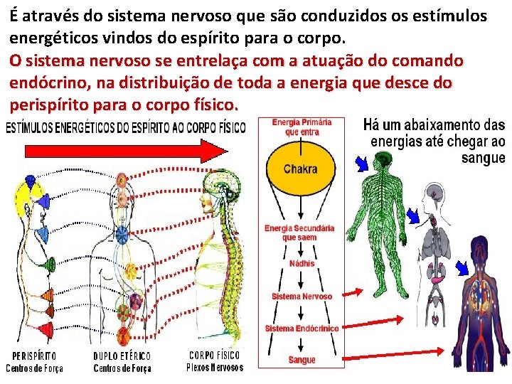 É através do sistema nervoso que são conduzidos os estímulos energéticos vindos do espírito