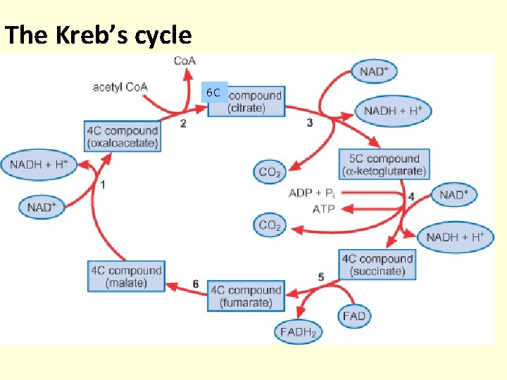 The Kreb’s cycle 6 C The Kreb’s cycle 6 C