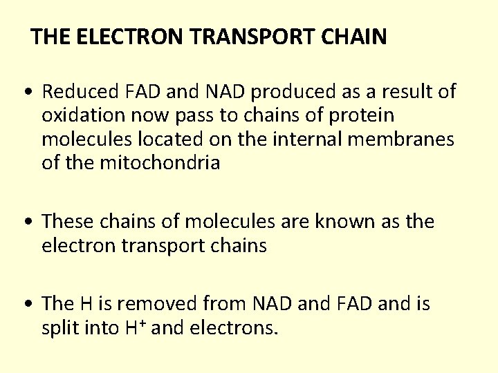 THE ELECTRON TRANSPORT CHAIN • Reduced FAD and NAD produced as a result of THE ELECTRON TRANSPORT CHAIN • Reduced FAD and NAD produced as a result of