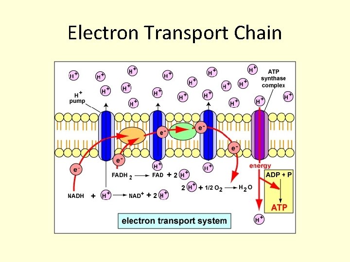 Electron Transport Chain Electron Transport Chain
