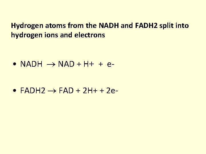 Hydrogen atoms from the NADH and FADH 2 split into hydrogen ions and electrons Hydrogen atoms from the NADH and FADH 2 split into hydrogen ions and electrons