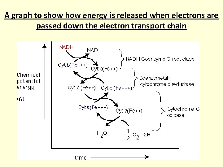 A graph to show energy is released when electrons are passed down the electron A graph to show energy is released when electrons are passed down the electron