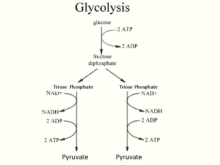 Triose Phosphate Pyruvate Triose Phosphate Pyruvate
