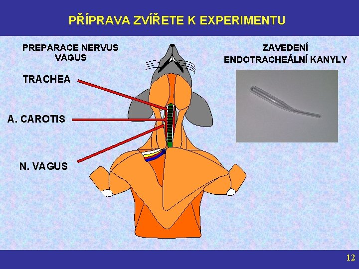 PŘÍPRAVA ZVÍŘETE K EXPERIMENTU PREPARACE NERVUS VAGUS ZAVEDENÍ ENDOTRACHEÁLNÍ KANYLY TRACHEA A. CAROTIS N.