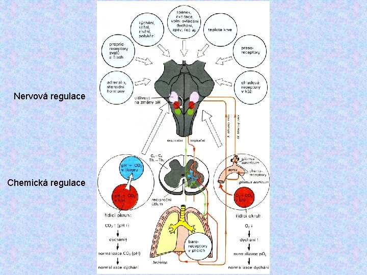 Nervová regulace Chemická regulace 