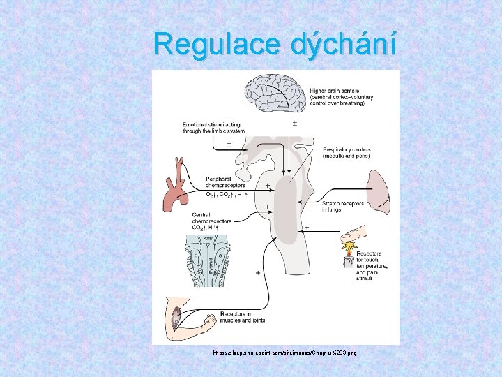 Regulace dýchání https: //sleep. sharepoint. com/siteimages/Chapter%203. png 