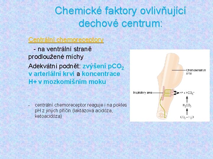 Chemické faktory ovlivňující dechové centrum: Centrální chemoreceptory - na ventrální straně prodloužené míchy Adekvátní