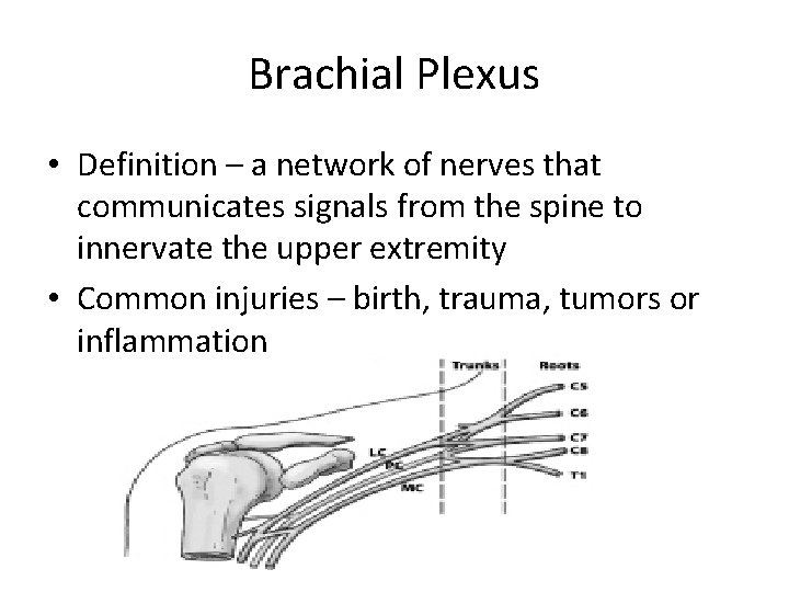 Brachial Plexus • Definition – a network of nerves that communicates signals from the