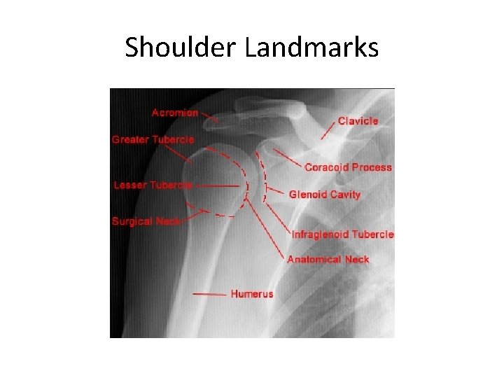 Shoulder Landmarks 