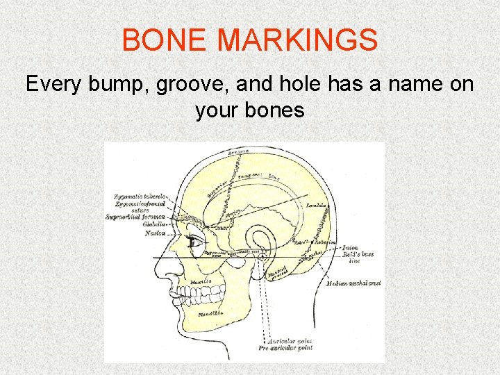 BONE MARKINGS Every bump, groove, and hole has a name on your bones 