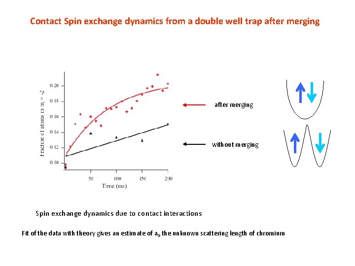 Contact Spin exchange dynamics from a double well trap after merging without merging Spin