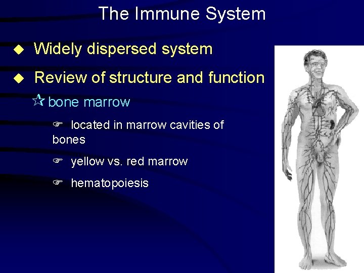 The Immune System u Widely dispersed system u Review of structure and function ¶