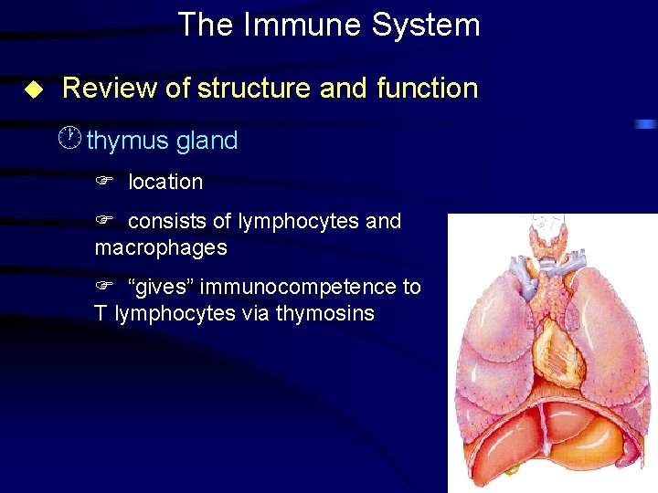 The Immune System u Review of structure and function · thymus gland F location