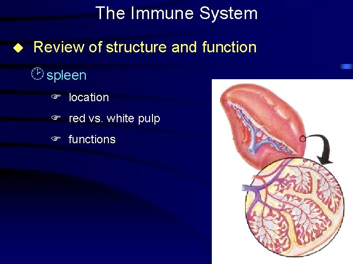 The Immune System u Review of structure and function ¸ spleen F location F