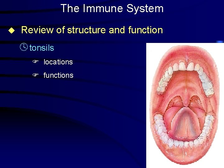 The Immune System u Review of structure and function º tonsils F locations F