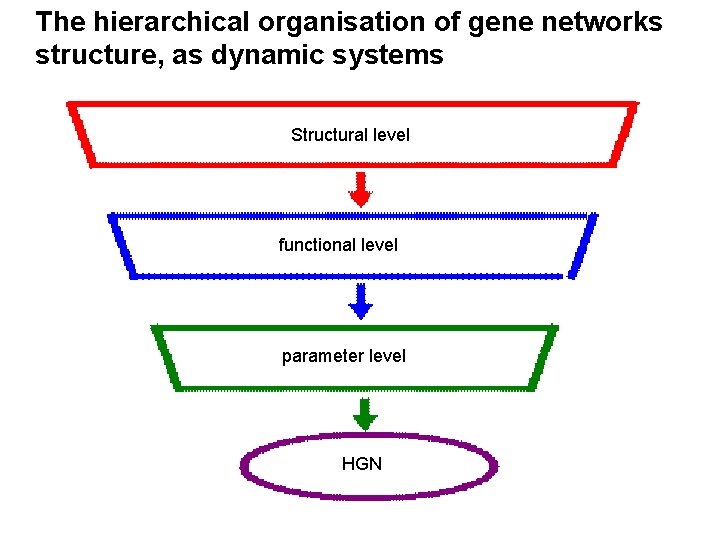 The hierarchical organisation of gene networks structure, as dynamic systems Structural level functional level The hierarchical organisation of gene networks structure, as dynamic systems Structural level functional level