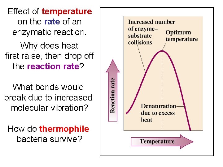 Effect of temperature on the rate of an enzymatic reaction. Why does heat first