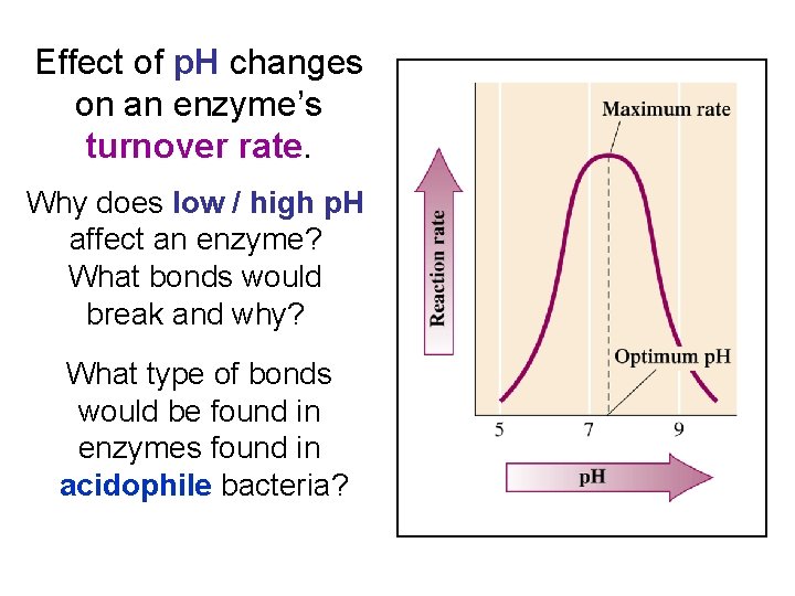 Effect of p. H changes on an enzyme’s turnover rate. Why does low /